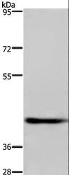 DRG1 / NEDD3 Antibody - Western blot analysis of Human fetal brain tissue, using DRG1 Polyclonal Antibody at dilution of 1:500.