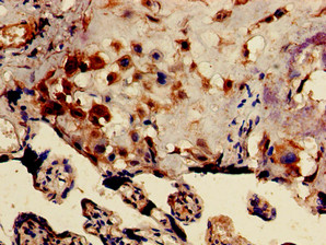 DRG1 / NEDD3 Antibody - Immunohistochemistry of paraffin-embedded human placenta tissue using DRG1 Antibody at dilution of 1:100