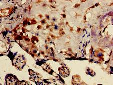 DRG1 / NEDD3 Antibody - Immunohistochemistry of paraffin-embedded human placenta tissue using DRG1 Antibody at dilution of 1:100