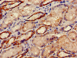 DRG1 / NEDD3 Antibody - Immunohistochemistry of paraffin-embedded human kidney tissue using DRG1 Antibody at dilution of 1:100