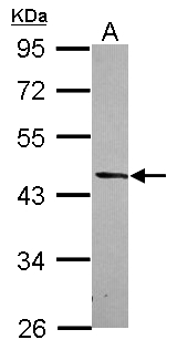 DRG2 Antibody - Sample (30 ug of whole cell lysate) A: Jurkat 10% SDS PAGE DRG2 antibody diluted at 1:1000
