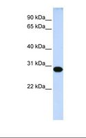 DRGX Antibody - 721_B cell lysate. Antibody concentration: 1.0 ug/ml. Gel concentration: 12%.  This image was taken for the unconjugated form of this product. Other forms have not been tested.