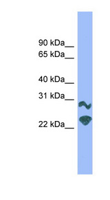 DRGX Antibody - DRGX antibody Western blot of Mouse Muscle lysate. This image was taken for the unconjugated form of this product. Other forms have not been tested.