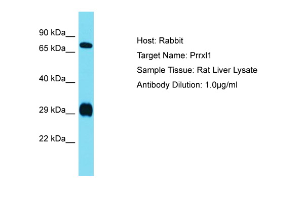 DRGX Antibody -  This image was taken for the unconjugated form of this product. Other forms have not been tested.