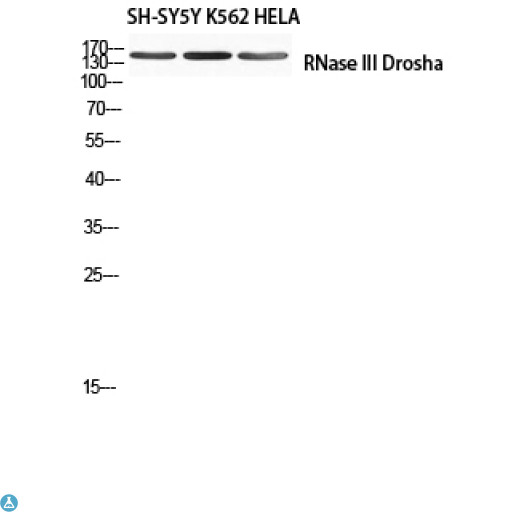 DROSHA / RNASEN Antibody - Western Blot (WB) analysis of SH-SY5Y K562 HeLa using RNase III Drosha antibody.