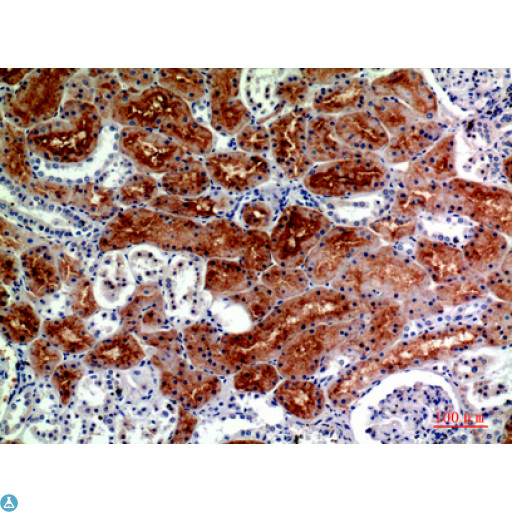 DROSHA / RNASEN Antibody - Immunohistochemistry (IHC) analysis of paraffin-embedded Human Kidney, antibody was diluted at 1:200.