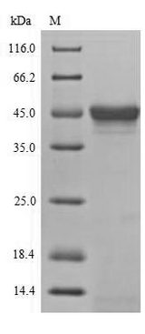 MAPK8 / JNK1 Protein - (Tris-Glycine gel) Discontinuous SDS-PAGE (reduced) with 5% enrichment gel and 15% separation gel.