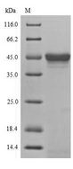 MAPK8 / JNK1 Protein - (Tris-Glycine gel) Discontinuous SDS-PAGE (reduced) with 5% enrichment gel and 15% separation gel.
