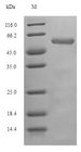 Pka-C1 Protein - (Tris-Glycine gel) Discontinuous SDS-PAGE (reduced) with 5% enrichment gel and 15% separation gel.