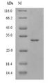 POLR2A / RNA polymerase II Protein - (Tris-Glycine gel) Discontinuous SDS-PAGE (reduced) with 5% enrichment gel and 15% separation gel.