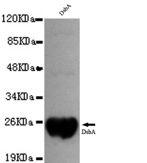 dsbA Antibody - Western blot detection of DsbA with Dsba recombinant protein using DsbA antibody (1:1000 diluted).