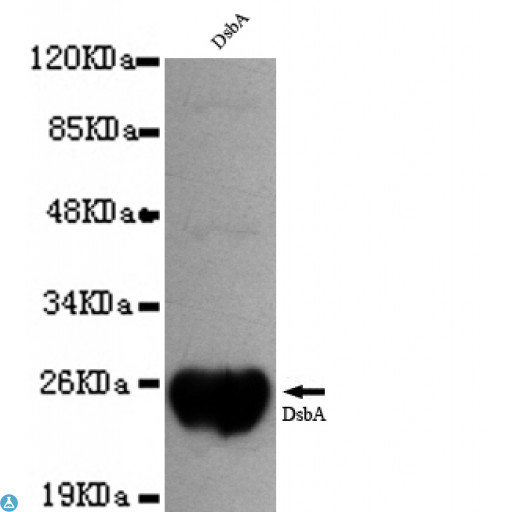 dsbA Antibody - Western blot detection of DsbA with Dsba recombinant protein using DsbA mouse mAb (1:1000 diluted). Predicted band size: 24KDa. Observed band size: 24KDa.