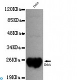 dsbA Antibody - Western blot detection of DsbA with Dsba recombinant protein using DsbA mouse mAb (1:1000 diluted). Predicted band size: 24KDa. Observed band size: 24KDa.