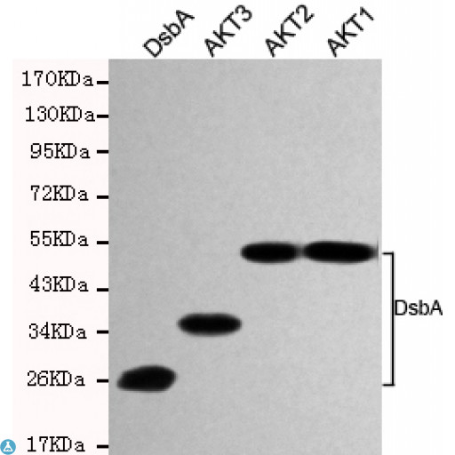 dsbA Antibody - Western blot detection of DSBA in AKT1, AKT2, AKT3 and DSBA recombinant antigen fragments using DSBA mouse mAb (1:1000 diluted).