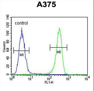 DSC1 / Desmocollin 1 Antibody - DSC1 Antibody flow cytometry of A375 cells (right histogram) compared to a negative control cell (left histogram). FITC-conjugated goat-anti-rabbit secondary antibodies were used for the analysis.