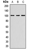 DSC1 / Desmocollin 1 Antibody