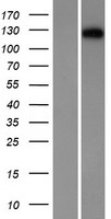 DSC1 / Desmocollin 1 Protein - Western validation with an anti-DDK antibody * L: Control HEK293 lysate R: Over-expression lysate