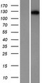 DSC1 / Desmocollin 1 Protein - Western validation with an anti-DDK antibody * L: Control HEK293 lysate R: Over-expression lysate