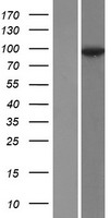 DSC2 / Desmocollin 2 Protein - Western validation with an anti-DDK antibody * L: Control HEK293 lysate R: Over-expression lysate