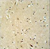 DSC92 / NGRN Antibody - NGRN antibody immunohistochemistry of formalin-fixed and paraffin-embedded human brain tissue followed by peroxidase-conjugated secondary antibody and DAB staining.