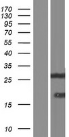 DSC92 / NGRN Protein - Western validation with an anti-DDK antibody * L: Control HEK293 lysate R: Over-expression lysate