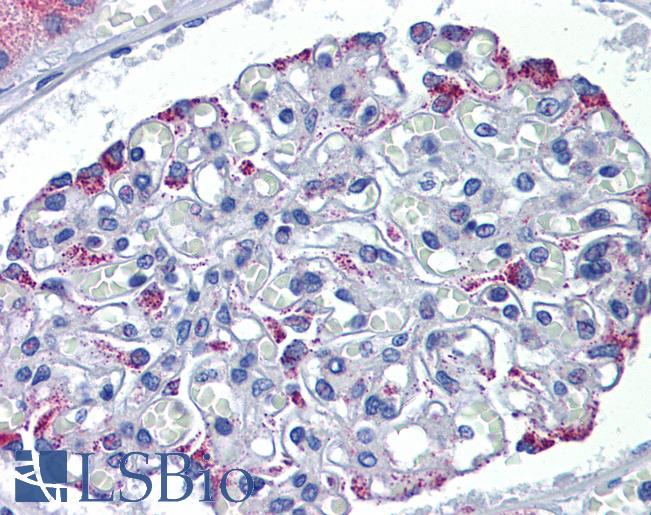 DSCAM Antibody - Anti-DSCAM antibody IHC of human kidney. Immunohistochemistry of formalin-fixed, paraffin-embedded tissue after heat-induced antigen retrieval. Antibody concentration 5 ug/ml.  This image was taken for the unconjugated form of this product. Other forms have not been tested.