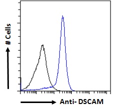 DSCAM Antibody - Goat Anti-DSCAM Antibody Flow cytometric analysis of paraformaldehyde fixed MCF7 cells (blue line), permeabilized with 0.5% Triton. Primary incubation 1hr (10ug/ml) followed by Alexa Fluor 488 secondary antibody (1ug/ml). IgG control: Unimmunized goat IgG (black line) followed by Alexa Fluor 488 secondary antibody.