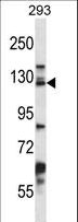 DSG2 / Desmoglein 2 Antibody - DSG2 Antibody western blot of 293 cell line lysates (35 ug/lane). The DSG2 antibody detected the DSG2 protein (arrow).