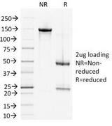 DSG2 / Desmoglein 2 Antibody - SDS-PAGE Analysis of Purified, BSA-Free DSG2 Antibody (clone 6D8). Confirmation of Integrity and Purity of the Antibody.