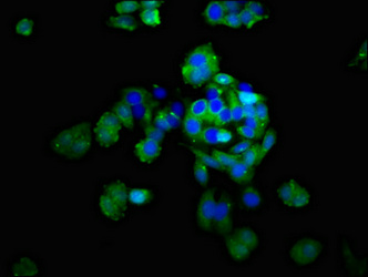 DSG2 / Desmoglein 2 Antibody - Immunofluorescent analysis of HepG2 cells at a dilution of 1:100 and Alexa Fluor 488-congugated AffiniPure Goat Anti-Rabbit IgG(H+L)