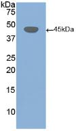 DSG3 / Desmoglein 3 Antibody - Western Blot; Sample: Recombinant DSG3, Human.