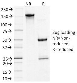 DSG3 / Desmoglein 3 Antibody - SDS-PAGE Analysis of Purified, BSA-Free Desmoglein 3 Antibody (clone 5G11). Confirmation of Integrity and Purity of the Antibody.