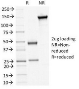 DSG3 / Desmoglein 3 Antibody - SDS-PAGE Analysis of Purified, BSA-Free Desmoglein 3 Antibody (clone 5H10). Confirmation of Integrity and Purity of the Antibody.