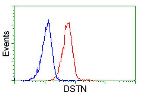 DSTN / Destrin Antibody - Flow cytometry of HeLa cells, using anti-DSTN antibody (Red), compared to a nonspecific negative control antibody (Blue).