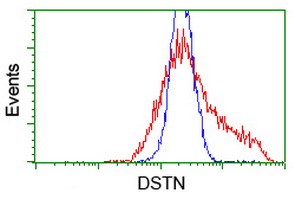 DSTN / Destrin Antibody - HEK293T cells transfected with either overexpress plasmid (Red) or empty vector control plasmid (Blue) were immunostained by anti-DSTN antibody, and then analyzed by flow cytometry.