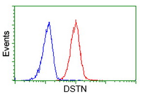 DSTN / Destrin Antibody - Flow cytometry of HeLa cells, using anti-DSTN antibody (Red), compared to a nonspecific negative control antibody (Blue).