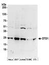 DTD1 Antibody - Detection of human DTD1 by western blot. Samples: Whole cell lysate (50 µg) from HeLa, HEK293T, Jurkat, mouse TCMK-1, and mouse NIH 3T3 cells prepared using NETN lysis buffer. Antibodies: Affinity purified rabbit anti-DTD1 antibody used for WB at 0.1 µg/ml. Detection: Chemiluminescence with an exposure time of 3 minutes.
