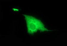 DTD1 Antibody - Anti-DTD1 mouse monoclonal antibody immunofluorescent staining of COS7 cells transiently transfected by pCMV6-ENTRY DTD1.