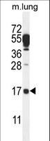 DTD2 Antibody - C14orf126 Antibody western blot of mouse lung tissue lysates (35 ug/lane). The C14orf126 antibody detected the C14orf126 protein (arrow).