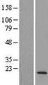 DTD2 Protein - Western validation with an anti-DDK antibody * L: Control HEK293 lysate R: Over-expression lysate