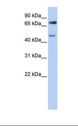 DTL / CDT2 Antibody - 721_B cell lysate. Antibody concentration: 1.0 ug/ml. Gel concentration: 12%.  This image was taken for the unconjugated form of this product. Other forms have not been tested.