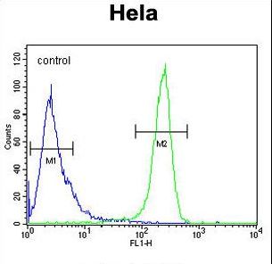 DTL / CDT2 Antibody - DTL Antibody flow cytometry of HeLa cells (right histogram) compared to a negative control cell (left histogram). FITC-conjugated goat-anti-rabbit secondary antibodies were used for the analysis.