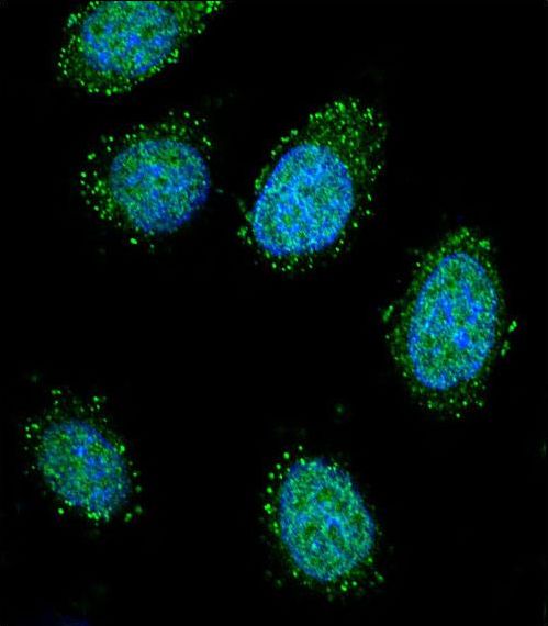 DTNA / Dystrobrevin Alpha Antibody - Confocal immunofluorescence of DTNA Antibody with 293 cell followed by Alexa Fluor 488-conjugated goat anti-rabbit lgG (green). DAPI was used to stain the cell nuclear (blue).