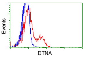 DTNA / Dystrobrevin Alpha Antibody - HEK293T cells transfected with either overexpress plasmid (Red) or empty vector control plasmid (Blue) were immunostained by anti-DTNA antibody, and then analyzed by flow cytometry.