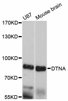 DTNA / Dystrobrevin Alpha Antibody - Western blot analysis of extracts of various cell lines, using DTNA antibody at 1:3000 dilution. The secondary antibody used was an HRP Goat Anti-Rabbit IgG (H+L) at 1:10000 dilution. Lysates were loaded 25ug per lane and 3% nonfat dry milk in TBST was used for blocking. An ECL Kit was used for detection and the exposure time was 10s.