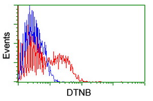 DTNB / Dystrobrevin Beta Antibody - HEK293T cells transfected with either overexpress plasmid (Red) or empty vector control plasmid (Blue) were immunostained by anti-DTNB antibody, and then analyzed by flow cytometry.