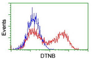 DTNB / Dystrobrevin Beta Antibody - HEK293T cells transfected with either overexpress plasmid (Red) or empty vector control plasmid (Blue) were immunostained by anti-DTNB antibody, and then analyzed by flow cytometry.