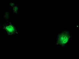 DTNB / Dystrobrevin Beta Antibody - Anti-DTNB mouse monoclonal antibody immunofluorescent staining of COS7 cells transiently transfected by pCMV6-ENTRY DTNB.