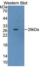 DTNBP1 / Dysbindin Antibody - Western Blot; Sample: Recombinant protein.