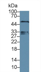 DTNBP1 / Dysbindin Antibody - Western Blot; Sample: Rat Cerebrum lysate; Primary Ab: 2µg/ml Rabbit Anti-Rat DTNBP1 Antibody Second Ab: 0.2µg/mL HRP-Linked Caprine Anti-Rabbit IgG Polyclonal Antibody